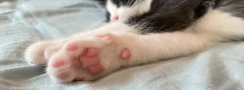 ハチ@門脈シャント闘病中