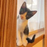 ハチ@門脈シャント闘病中