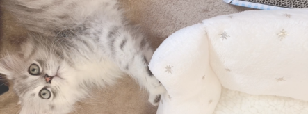 ねむママ/ヤマザキ