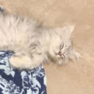 ねむママ/ヤマザキ