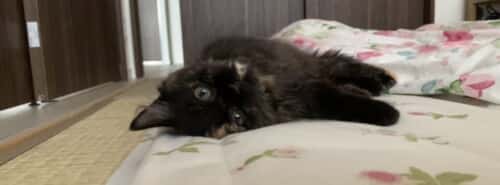 ハギちゃんFIP闘病中