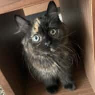 ハギちゃんFIP闘病中