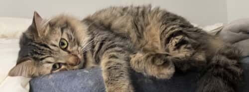 オレオのかいぬし