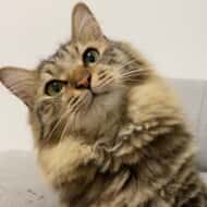 オレオのかいぬし