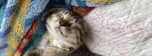 幸ちゃんFIP闘病中