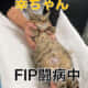 幸ちゃんFIP闘病中