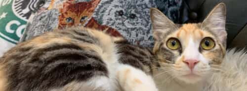 小鞠（こまり）