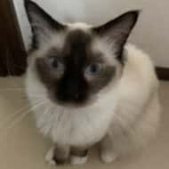 ナミヲの飼い主